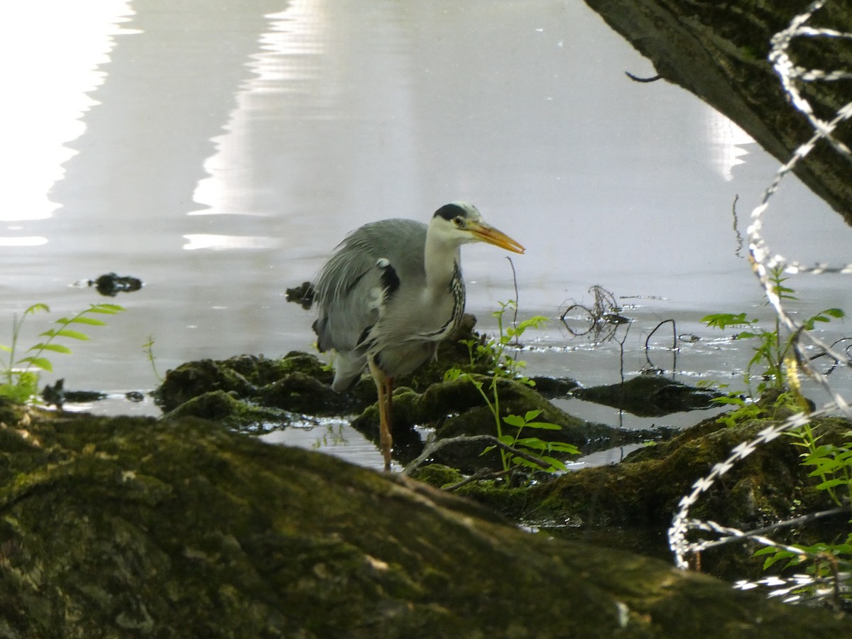 Airone cenerino - ML635744258