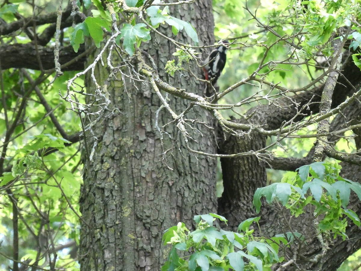 Picchio rosso maggiore - ML635744260