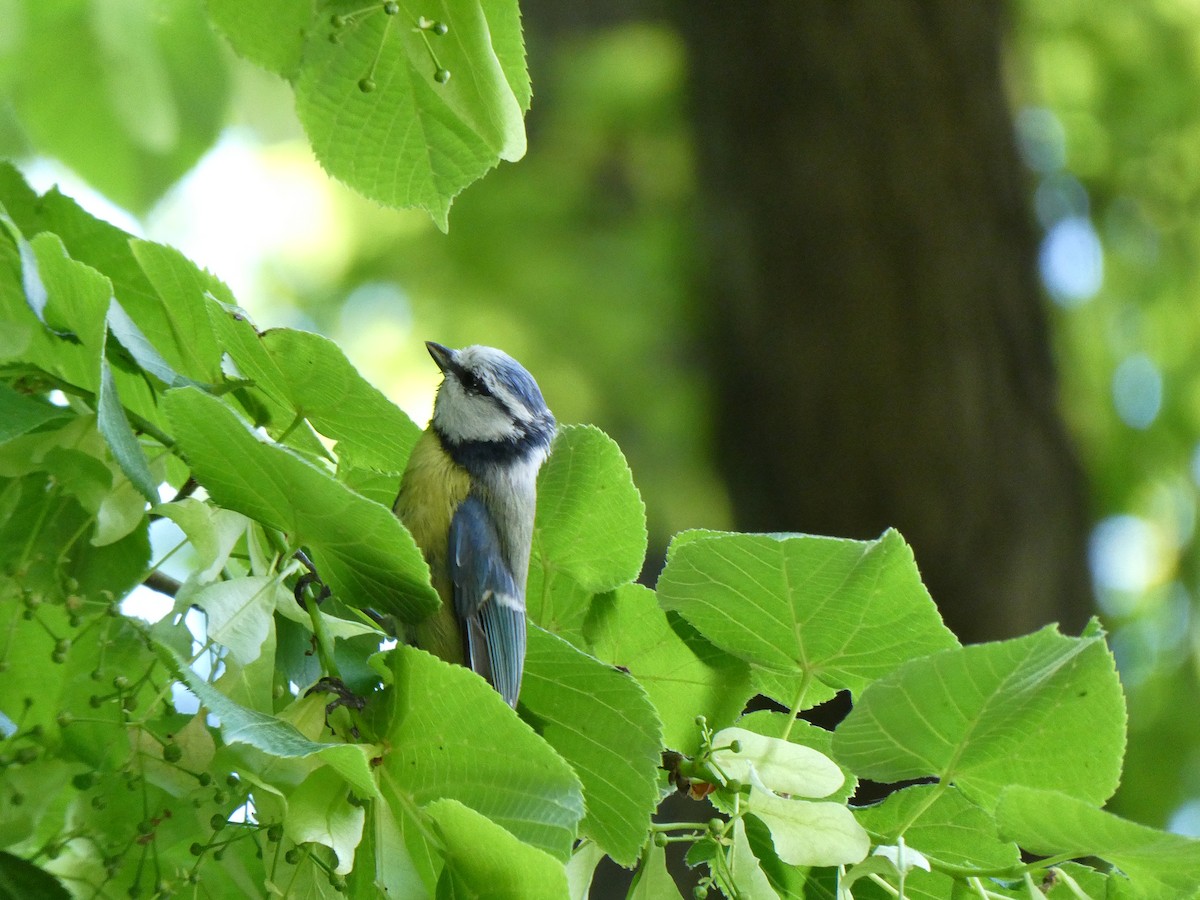 Cinciarella - ML635744265