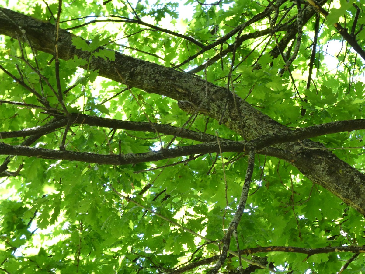 Rampichino alpestre/comune - ML635744269