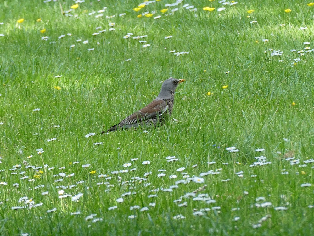 Cesena - ML635744282