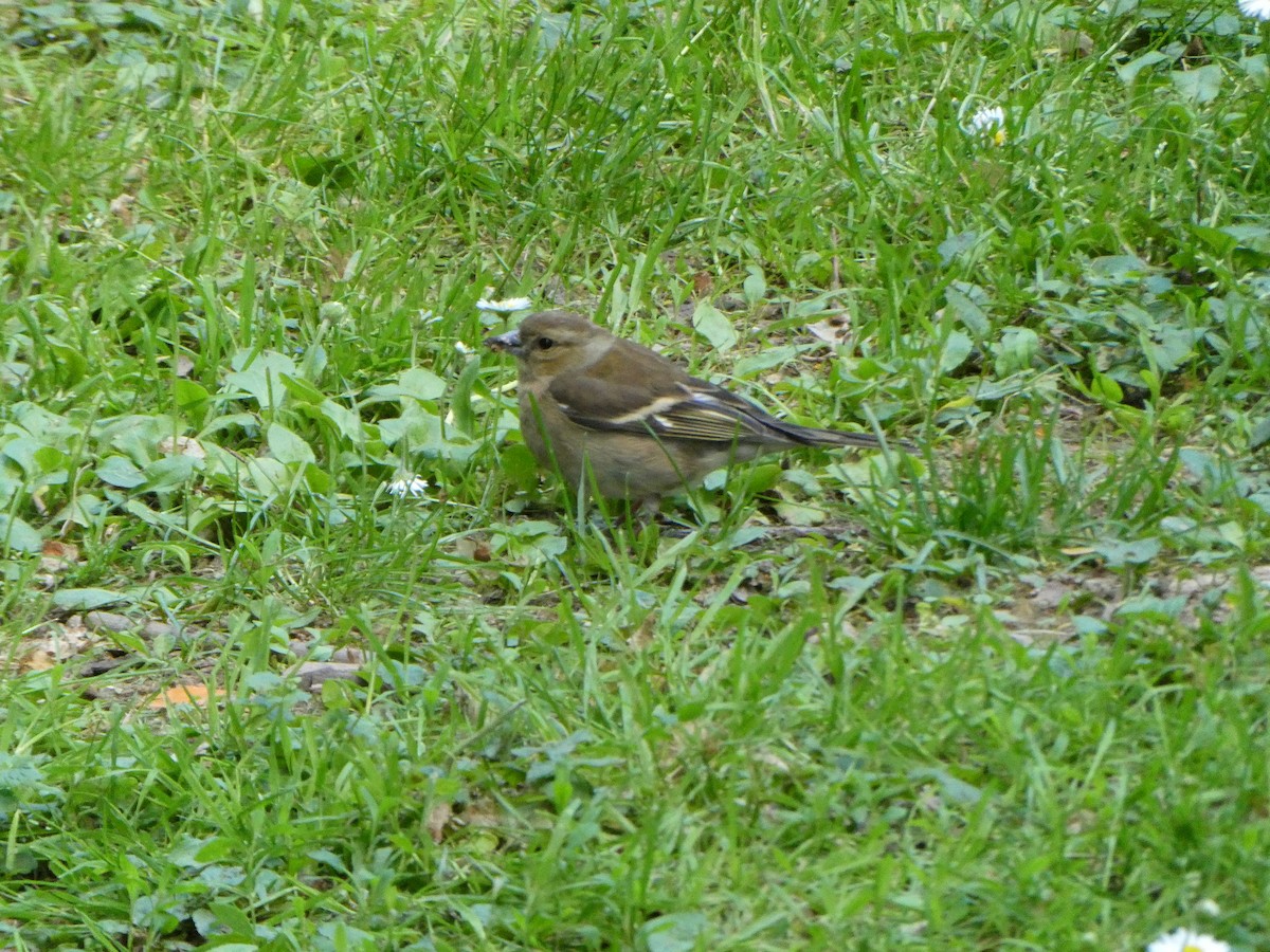 Fringuello - ML635744289