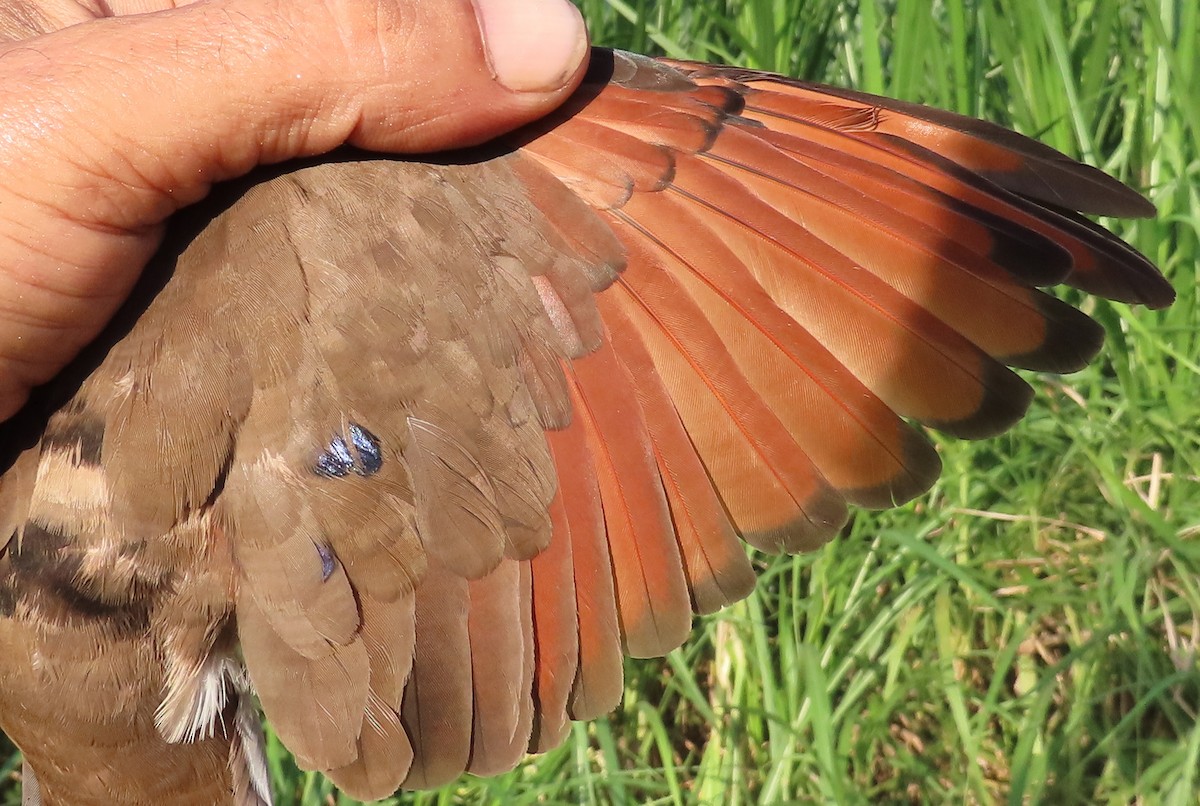 Blue-spotted Wood-Dove - ML635744299