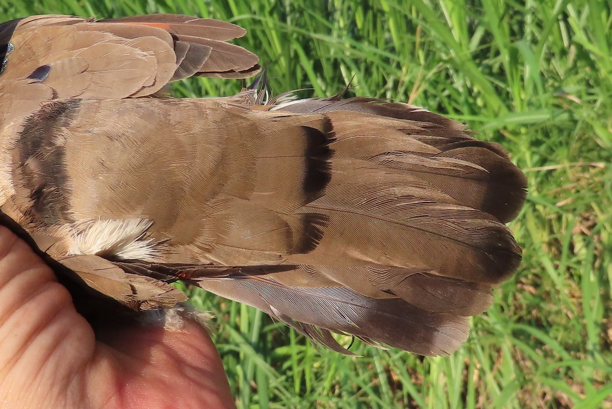 Blue-spotted Wood-Dove - ML635744302