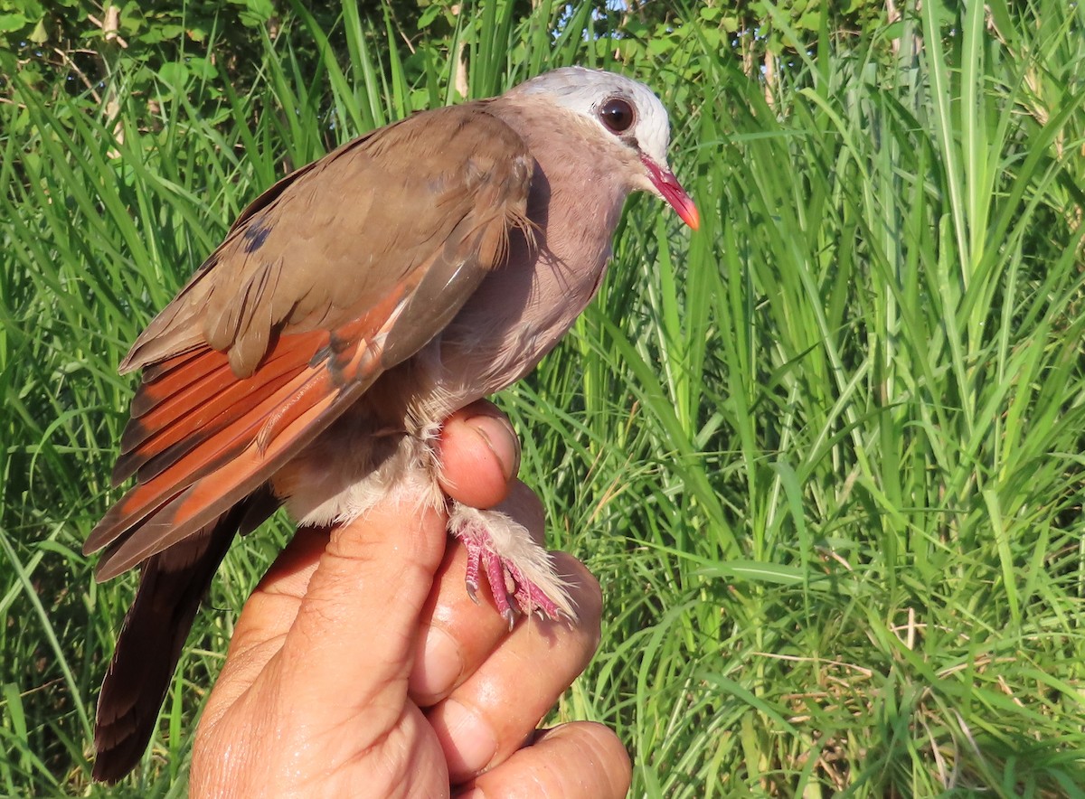 Blue-spotted Wood-Dove - ML635744305