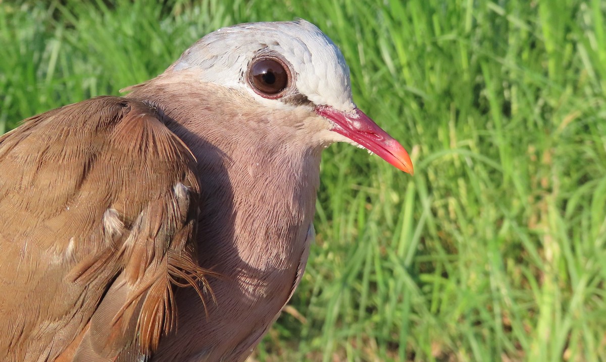 Blue-spotted Wood-Dove - ML635744309