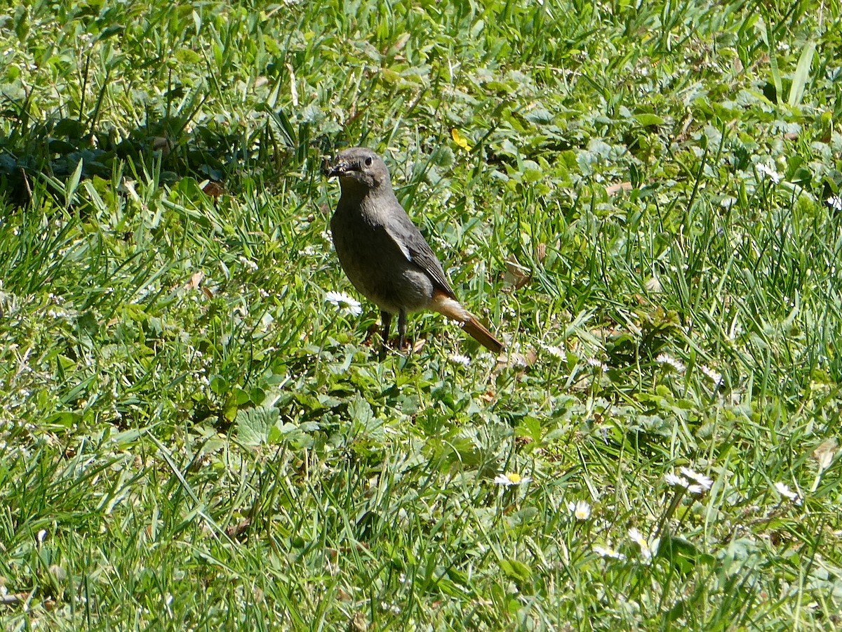 Codirosso spazzacamino - ML635744382