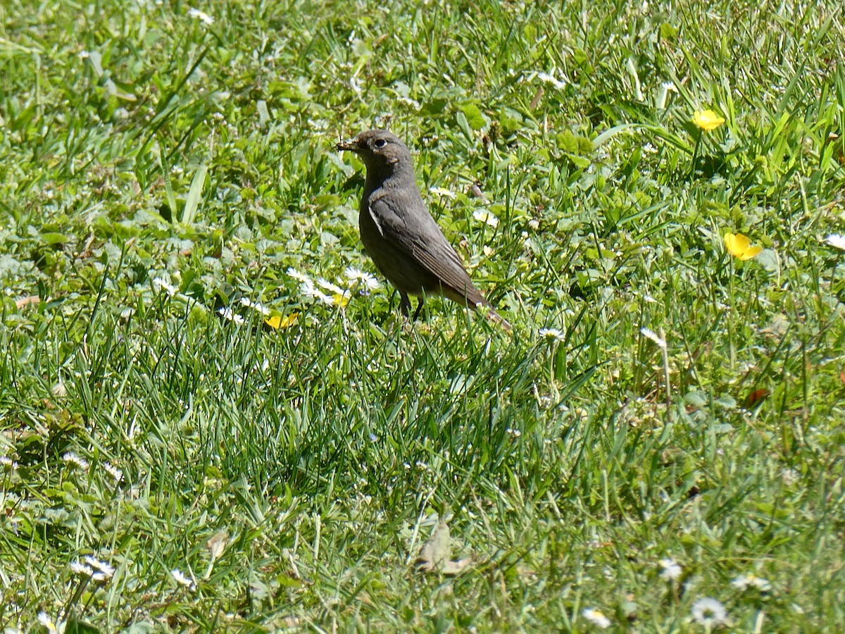 Codirosso spazzacamino - ML635744384