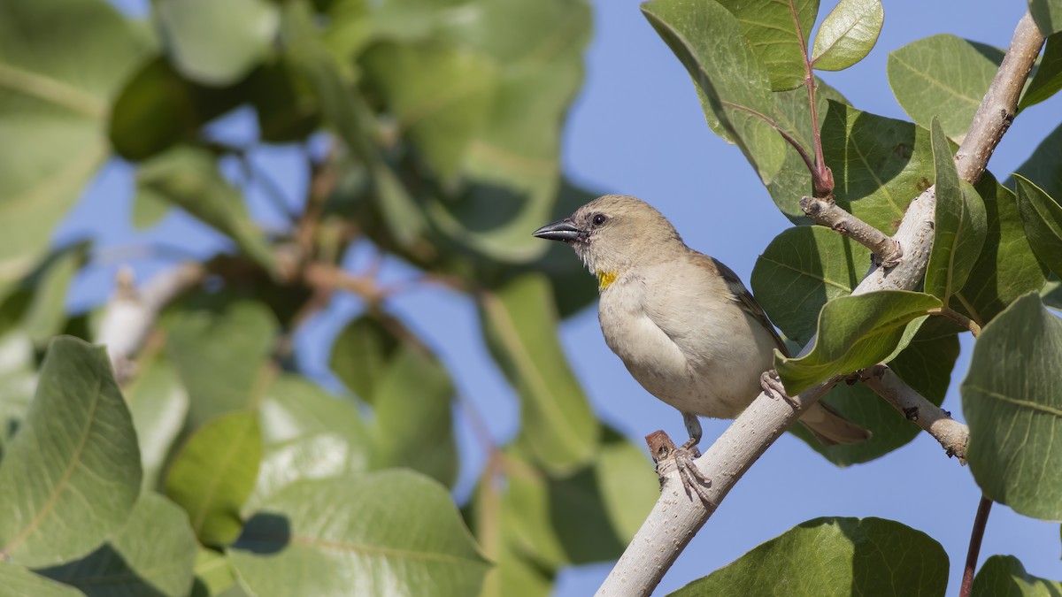 vrabec hnědoramenný - ML635744386