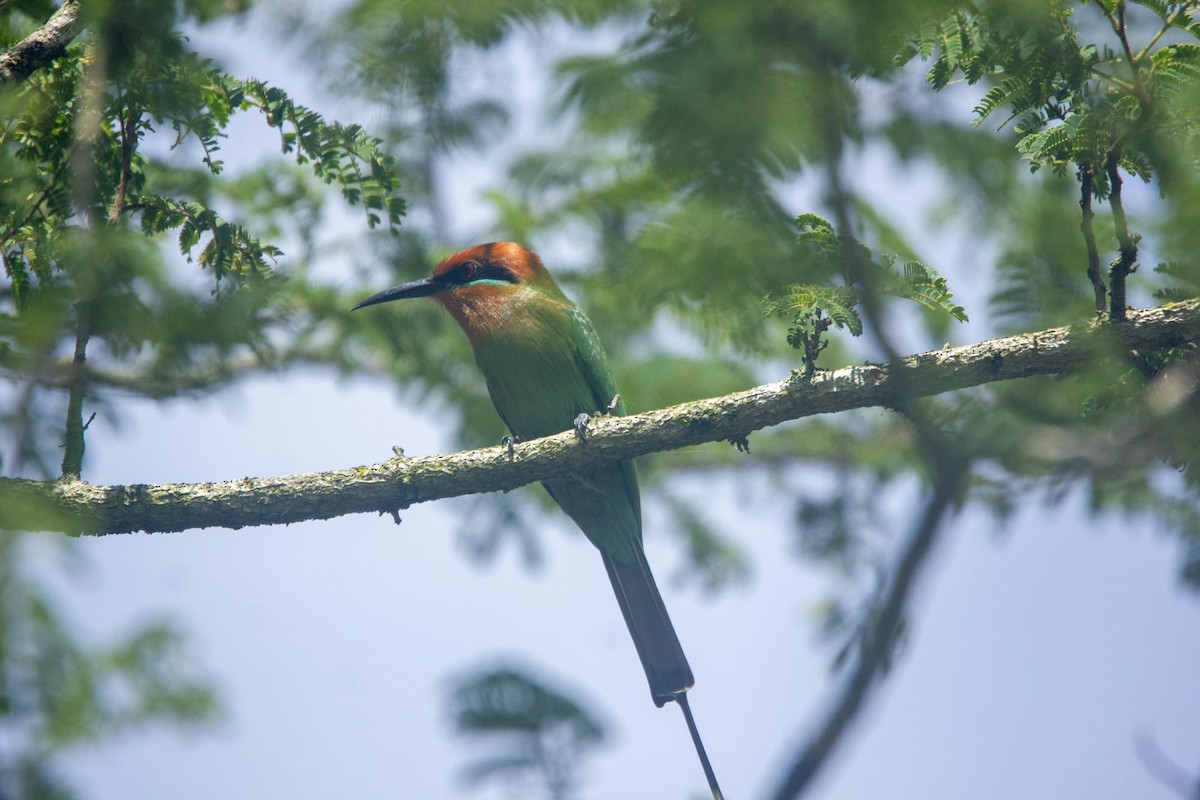 Böhm's Bee-eater - ML635744607