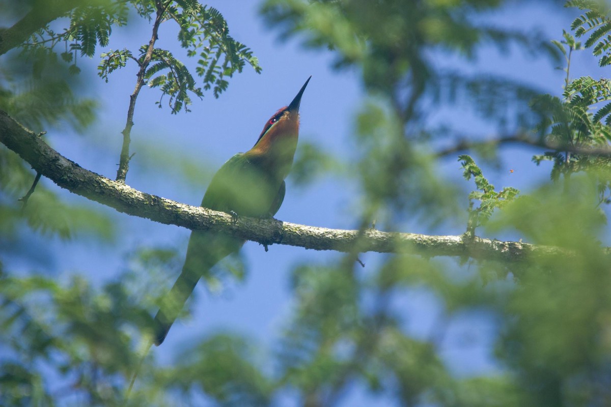 Böhm's Bee-eater - ML635744608