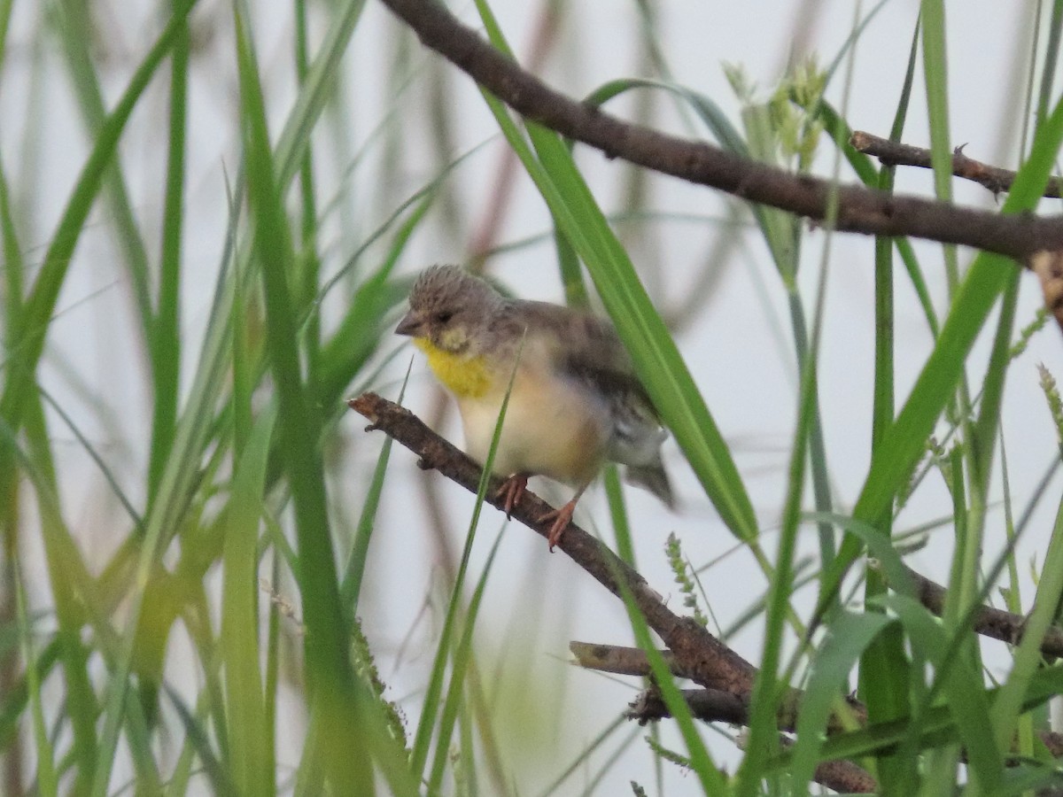Lemon-breasted Seedeater - ML635744656