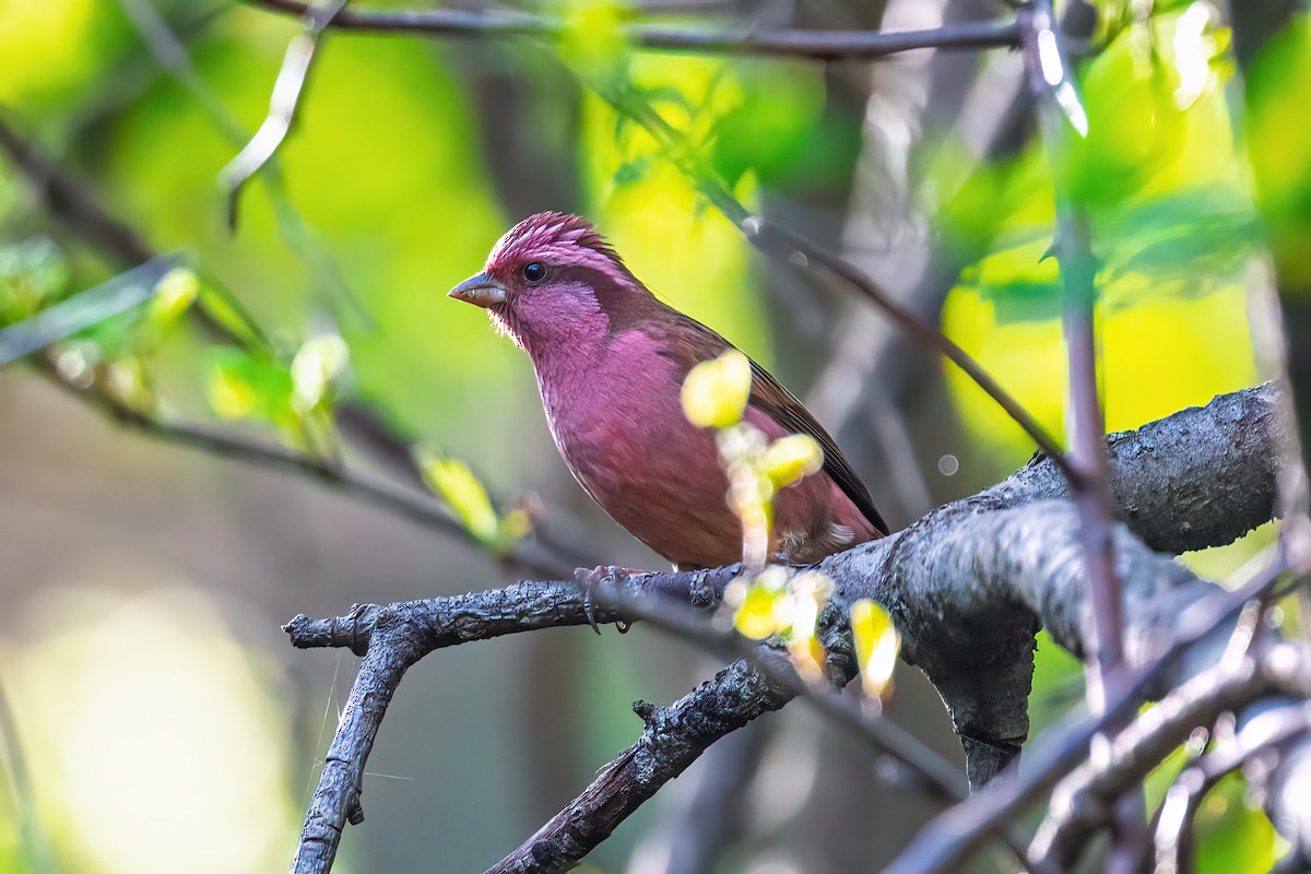 Pink-browed Rosefinch - ML635744773