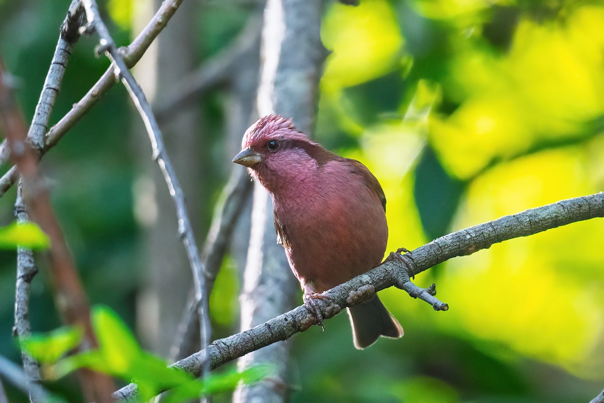 Pink-browed Rosefinch - ML635744774