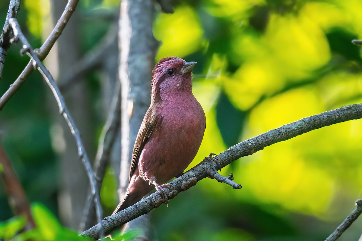 Pink-browed Rosefinch - ML635744775