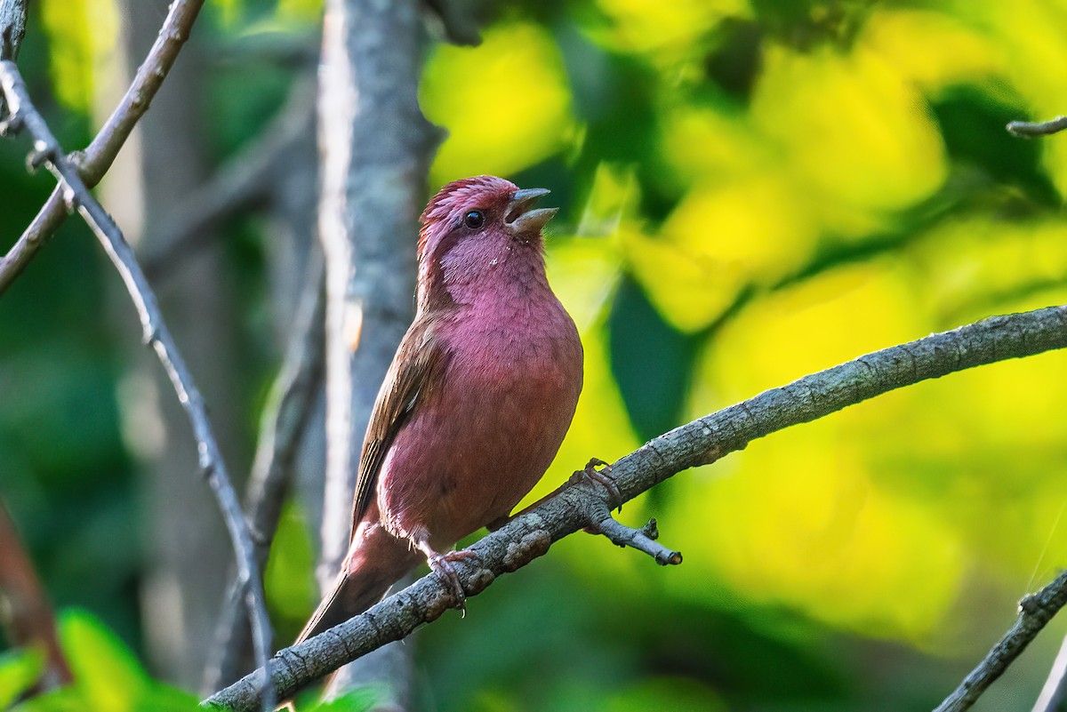 Pink-browed Rosefinch - ML635744776