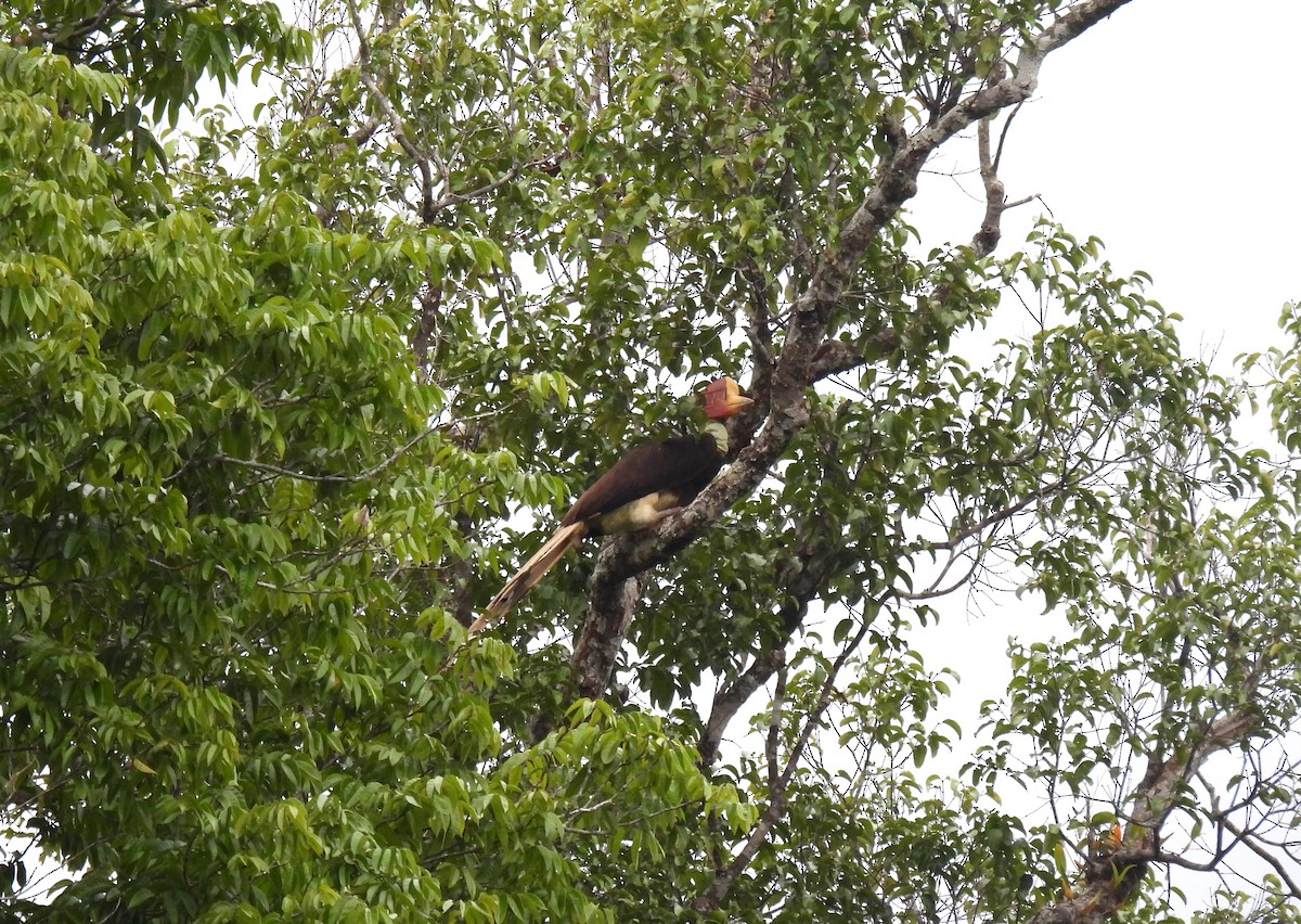 Helmeted Hornbill - ML635744801