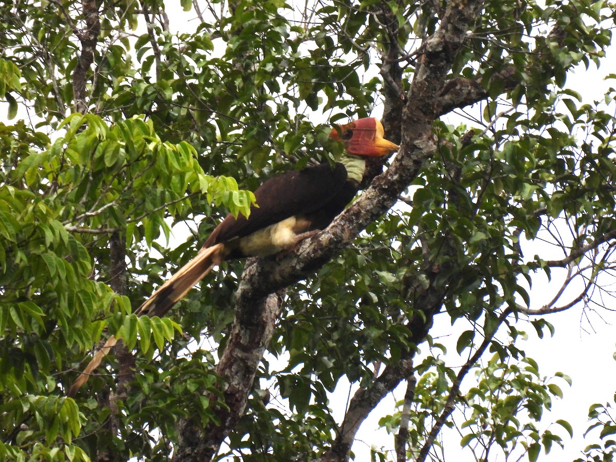 Helmeted Hornbill - ML635744810