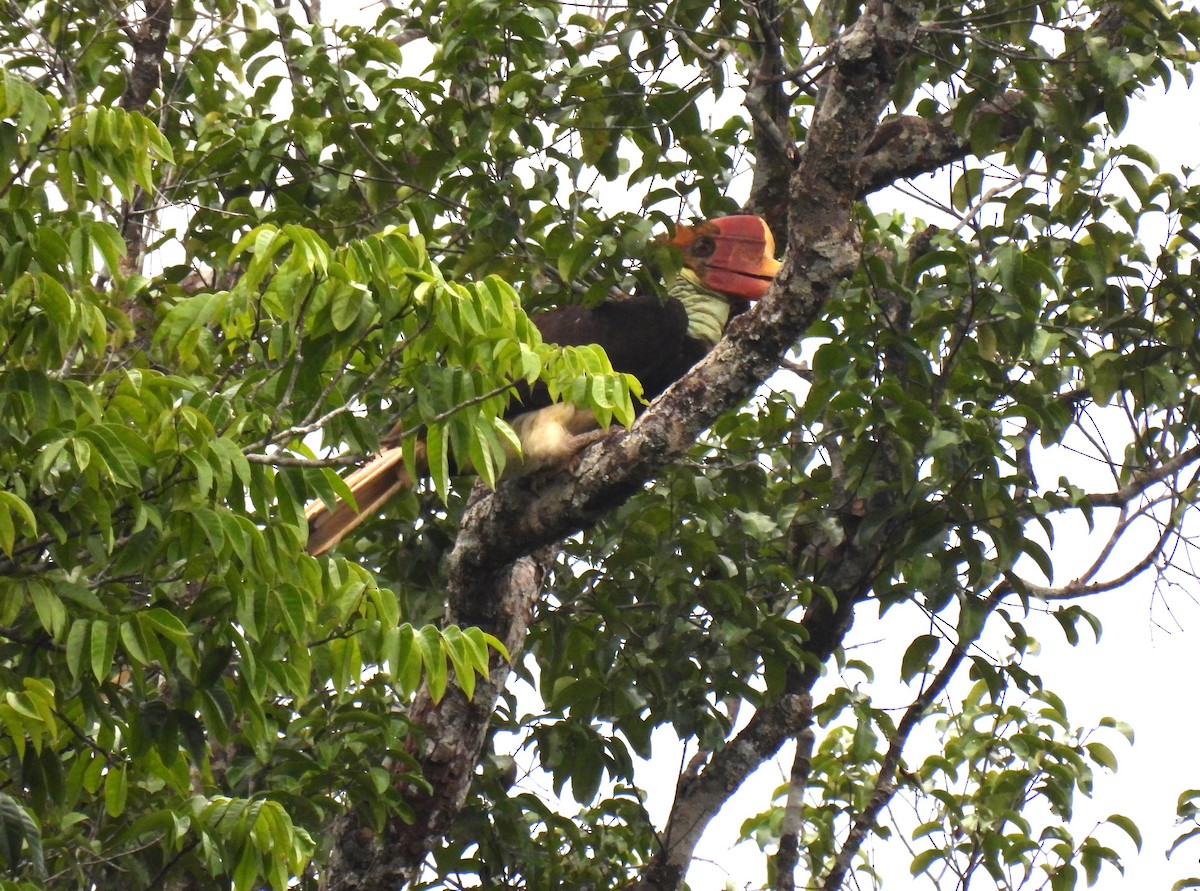 Helmeted Hornbill - ML635744820