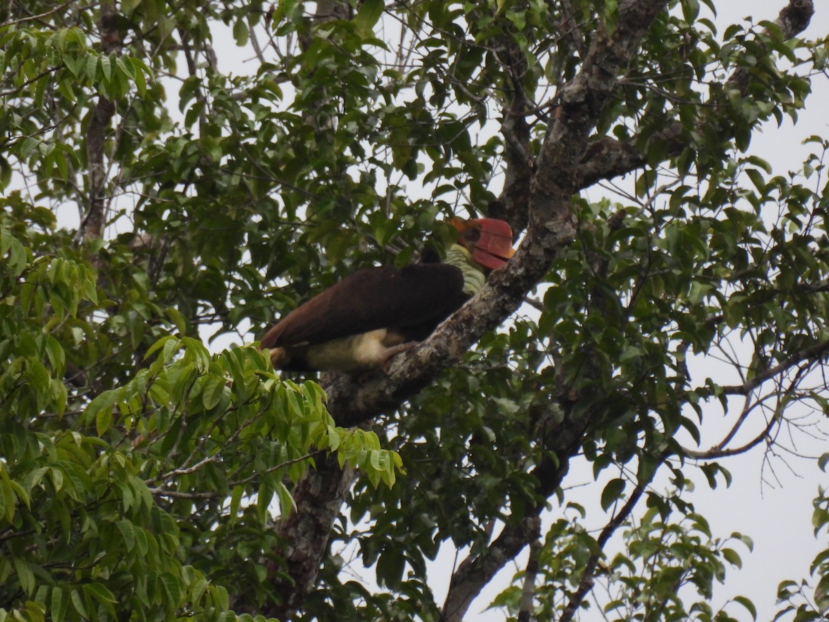 Helmeted Hornbill - ML635744828