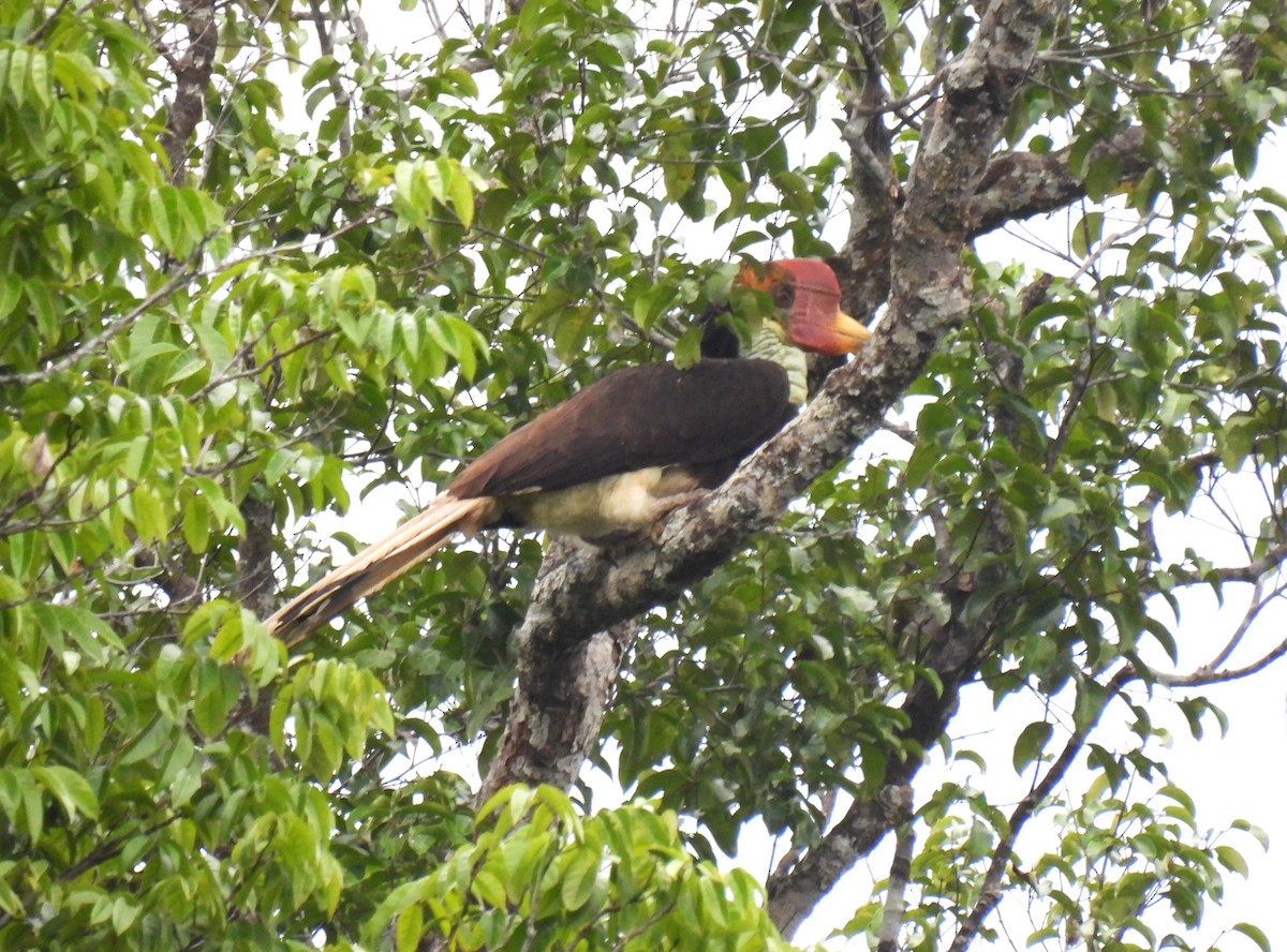 Helmeted Hornbill - ML635744834