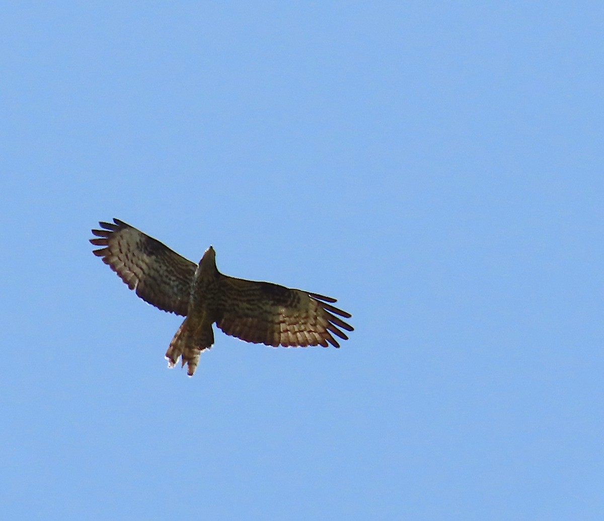 African Cuckoo-Hawk - ML635744912