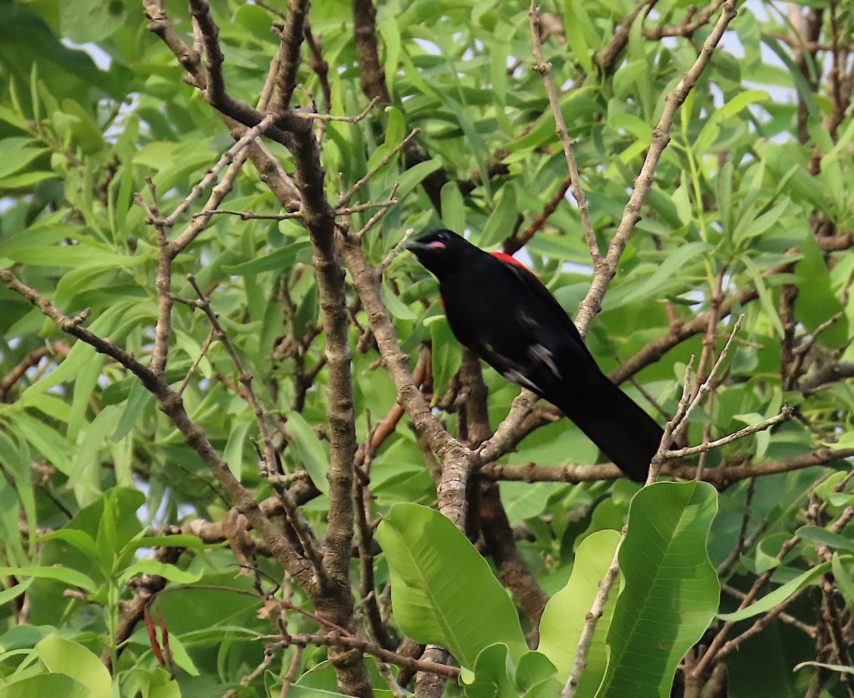 Red-shouldered Cuckooshrike - ML635744928