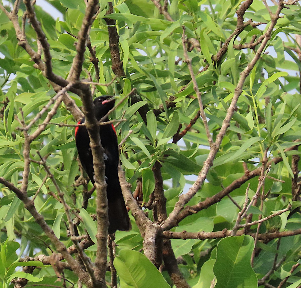 Red-shouldered Cuckooshrike - ML635744931