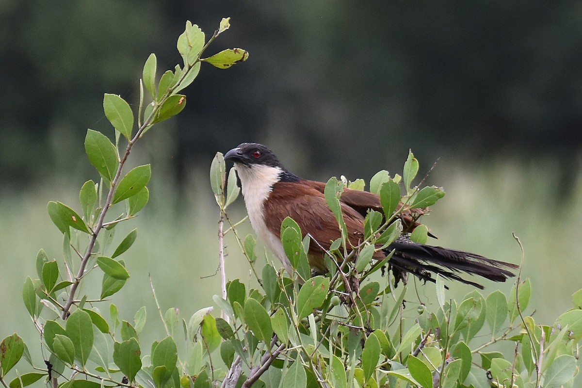 Burchell's Coucal - ML635744970