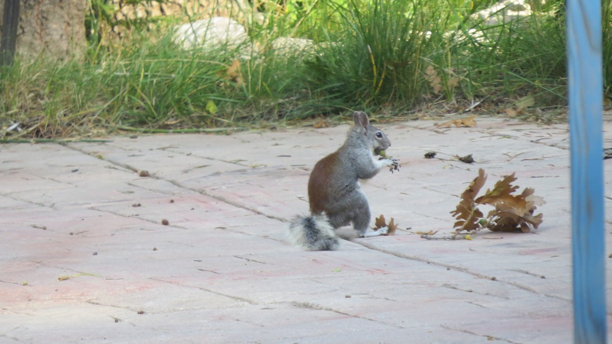 Abert's Squirrel - ML635745101