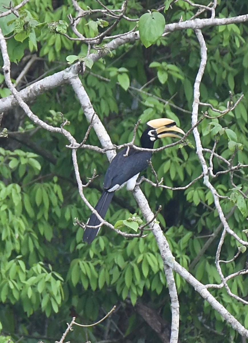 Oriental Pied-Hornbill - ML635745176