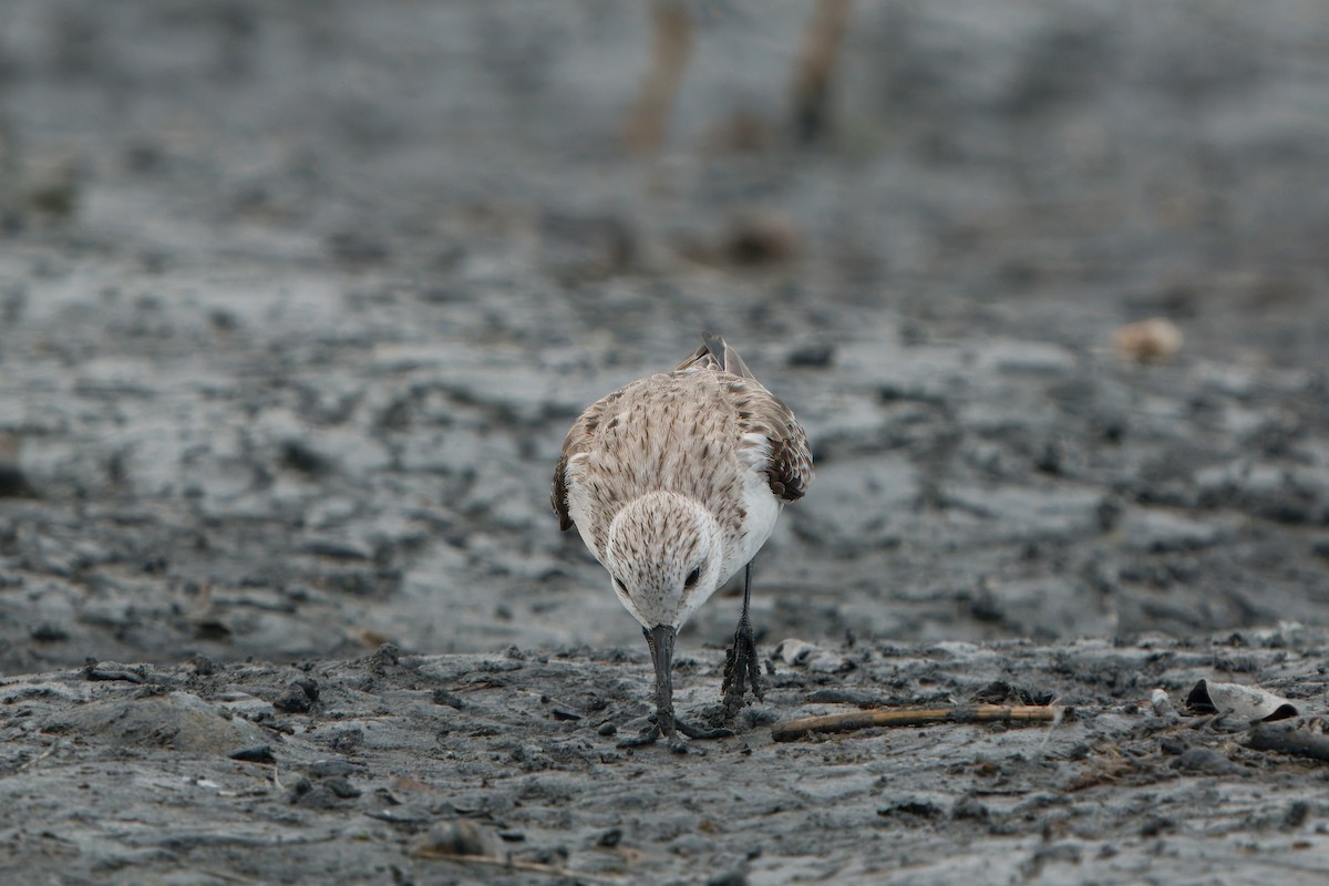 Sanderling - ML635745242