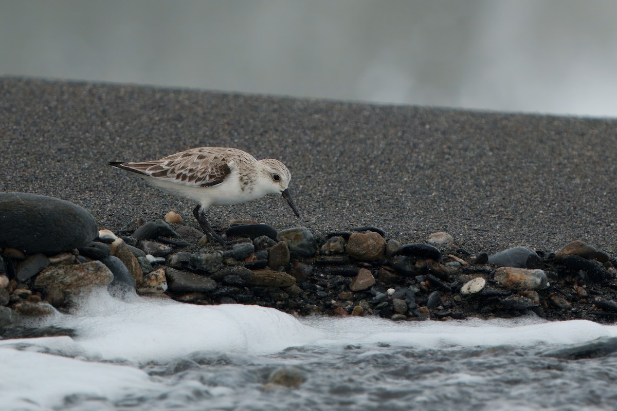 Sanderling - ML635745243