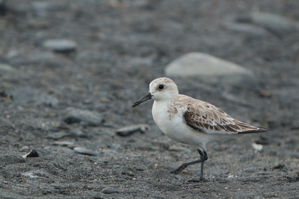 Sanderling - ML635745244