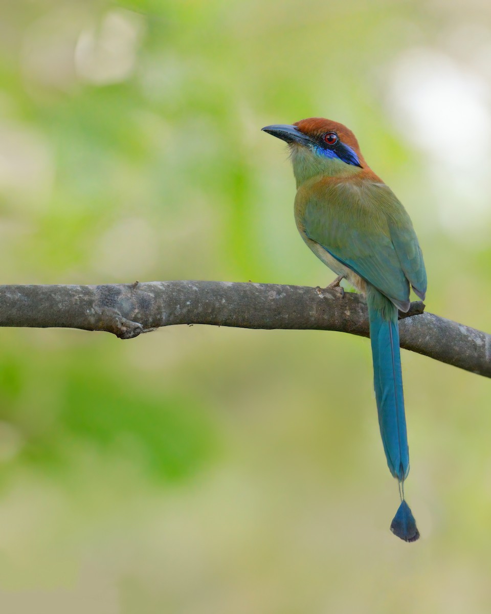 Russet-crowned Motmot - ML635745260