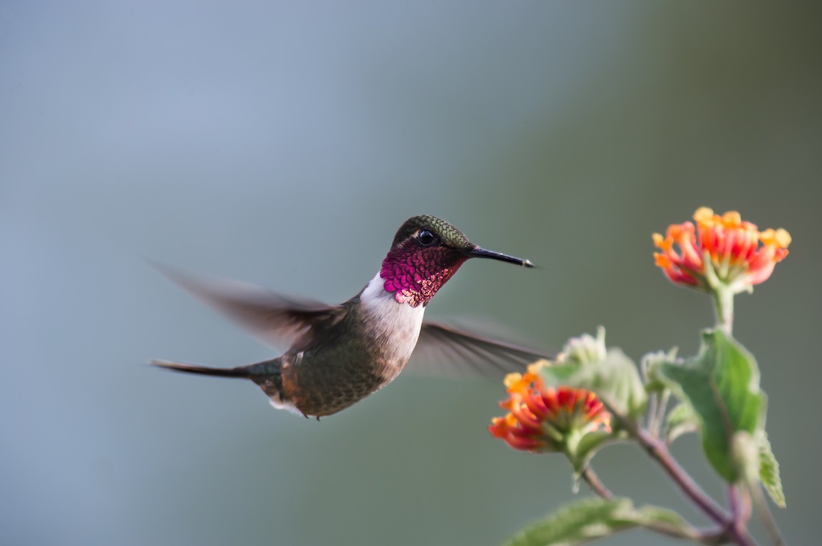 Colibri magenta - ML635745321