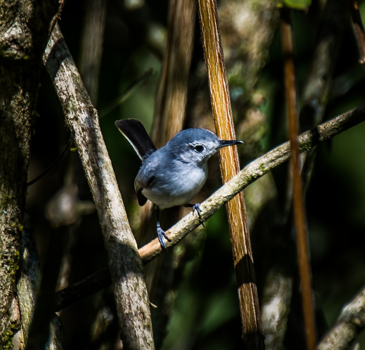 White-browed Gnatcatcher - ML635745372