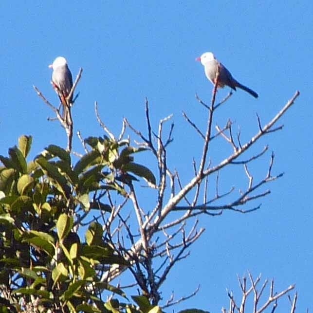 White-headed Bulbul - ML635745435