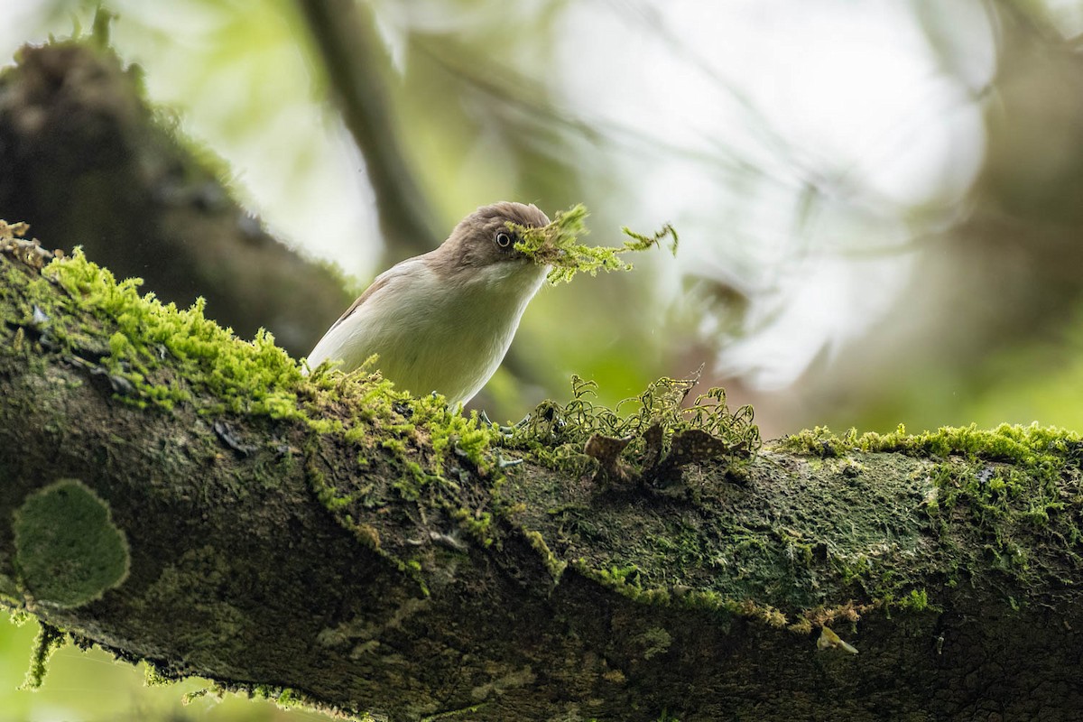 White-browed Shrike-Babbler (Dalat) - ML635745464