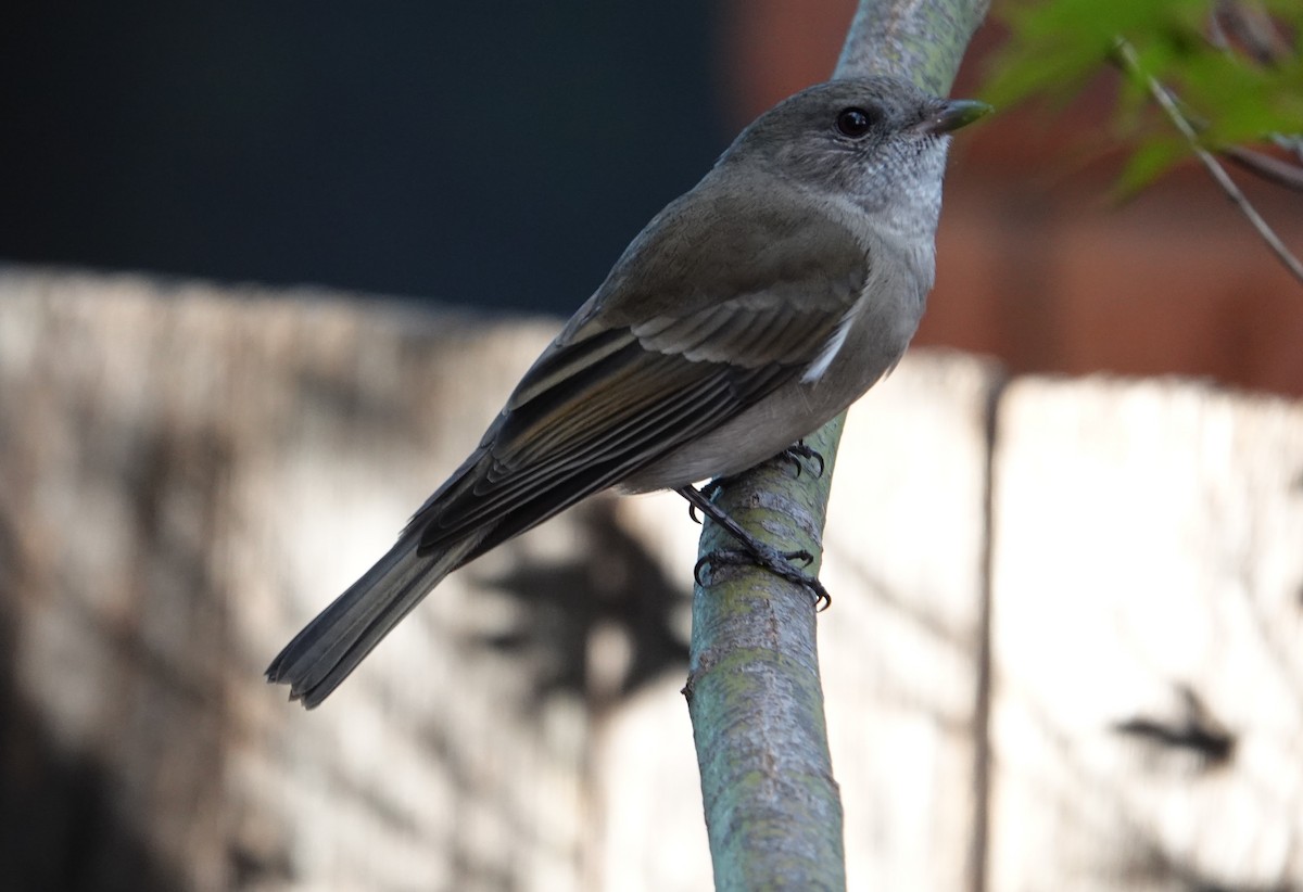 Golden Whistler (Eastern) - ML635745486