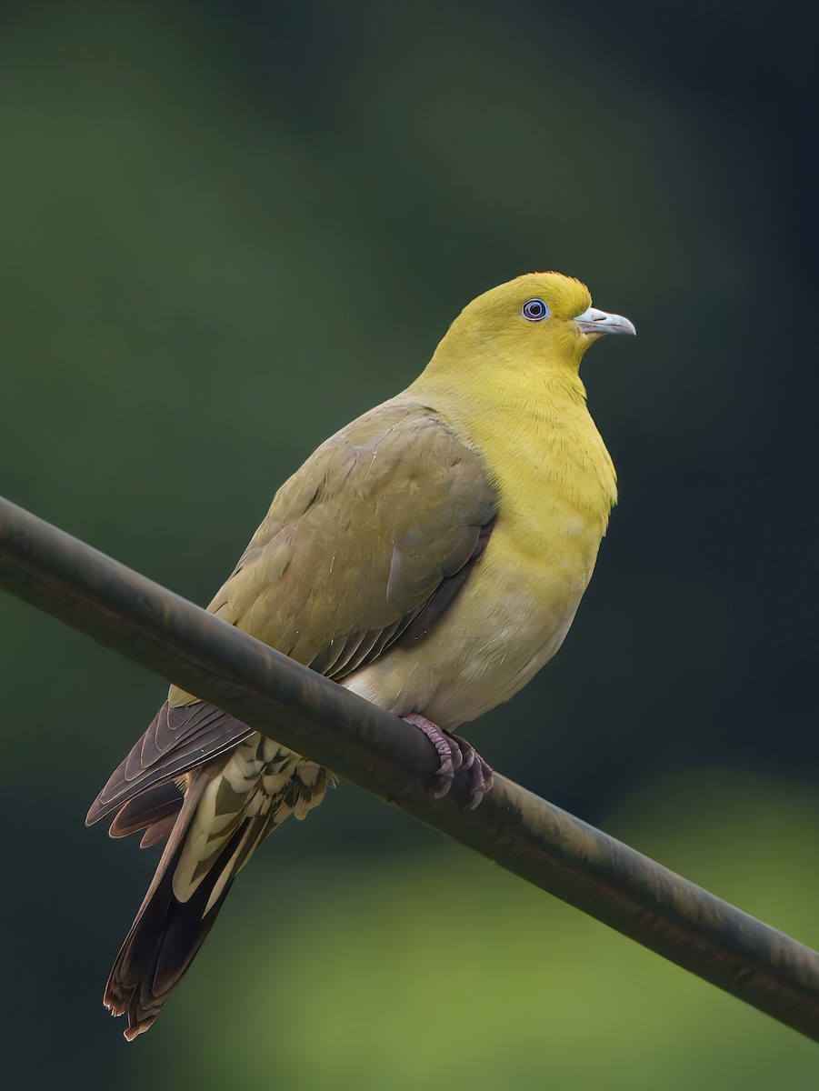 White-bellied Green-Pigeon - ML635745510