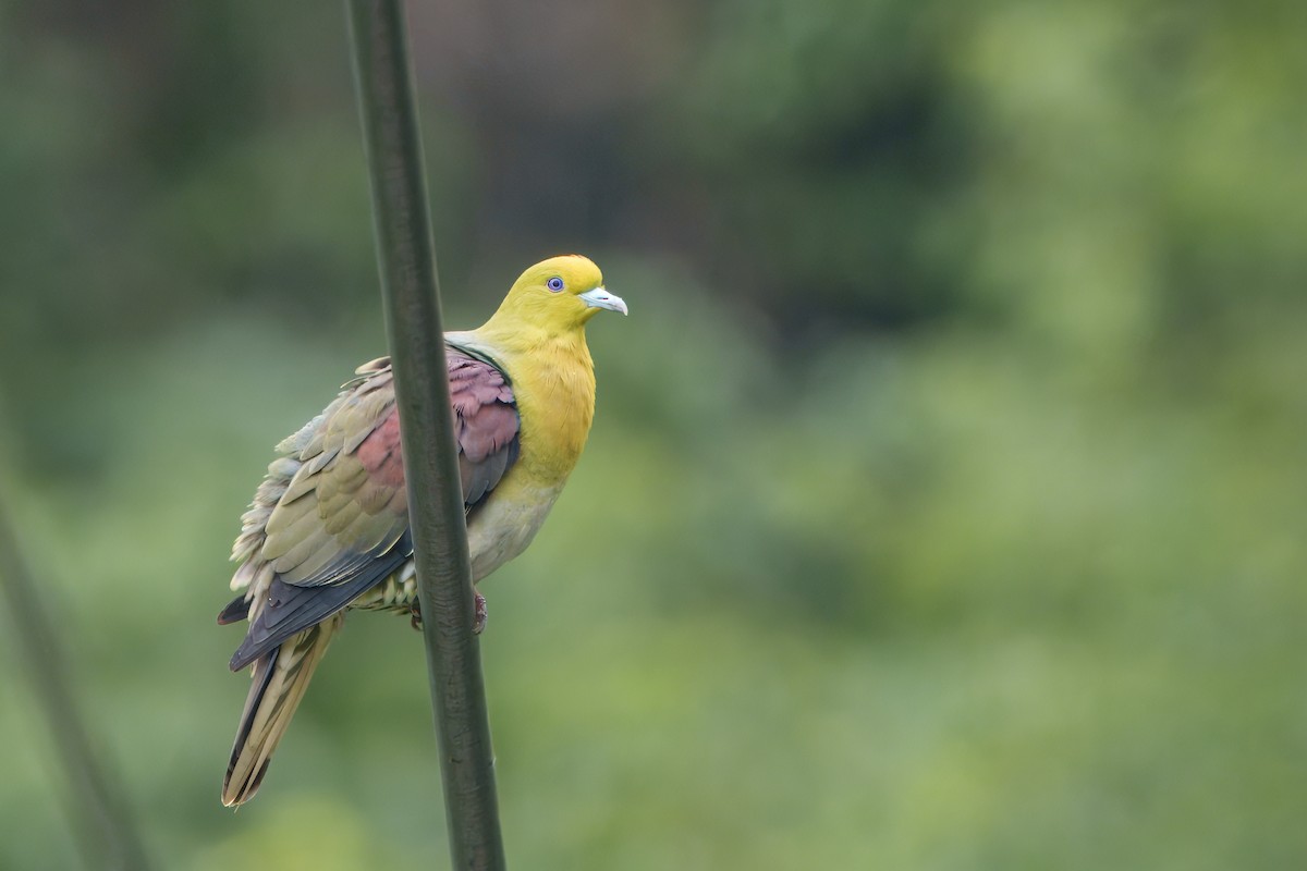 White-bellied Green-Pigeon - ML635745511