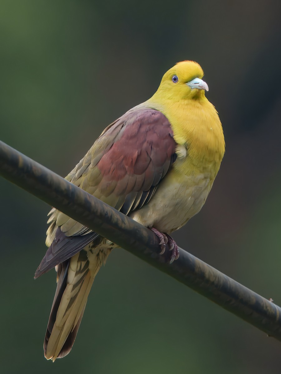 White-bellied Green-Pigeon - ML635745512