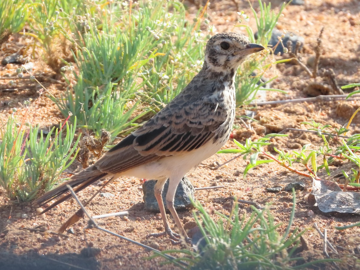 Dusky Lark - ML635745532