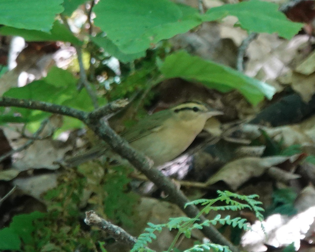 Worm-eating Warbler - ML635745600