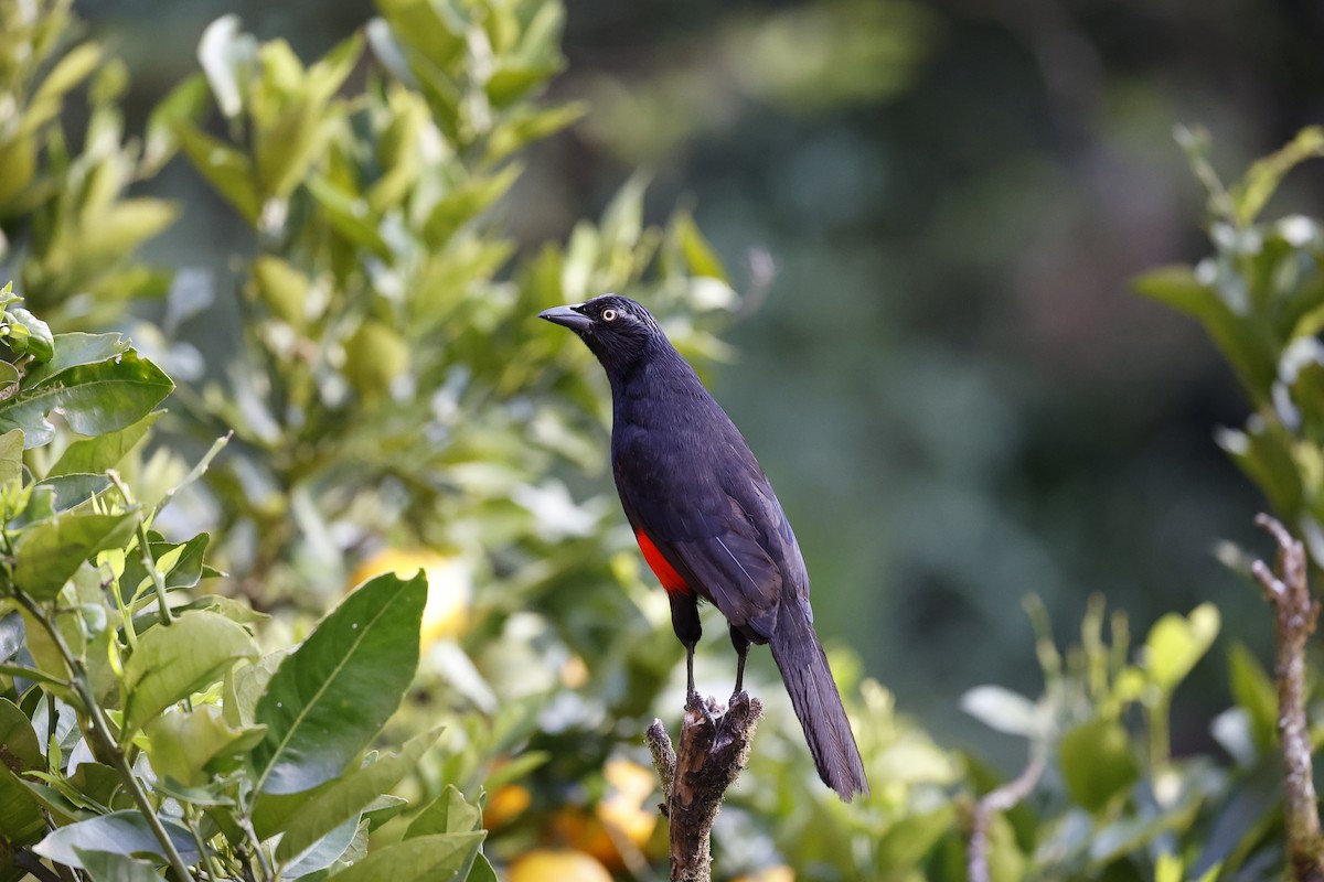 Red-bellied Grackle - ML635745721