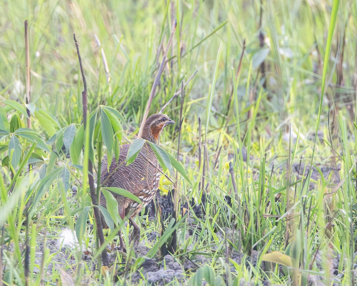 Swamp Francolin - ML635745725