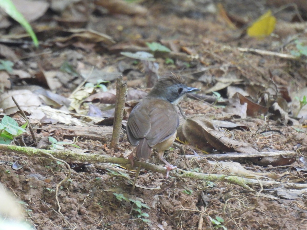 Short-tailed Babbler - ML635745778