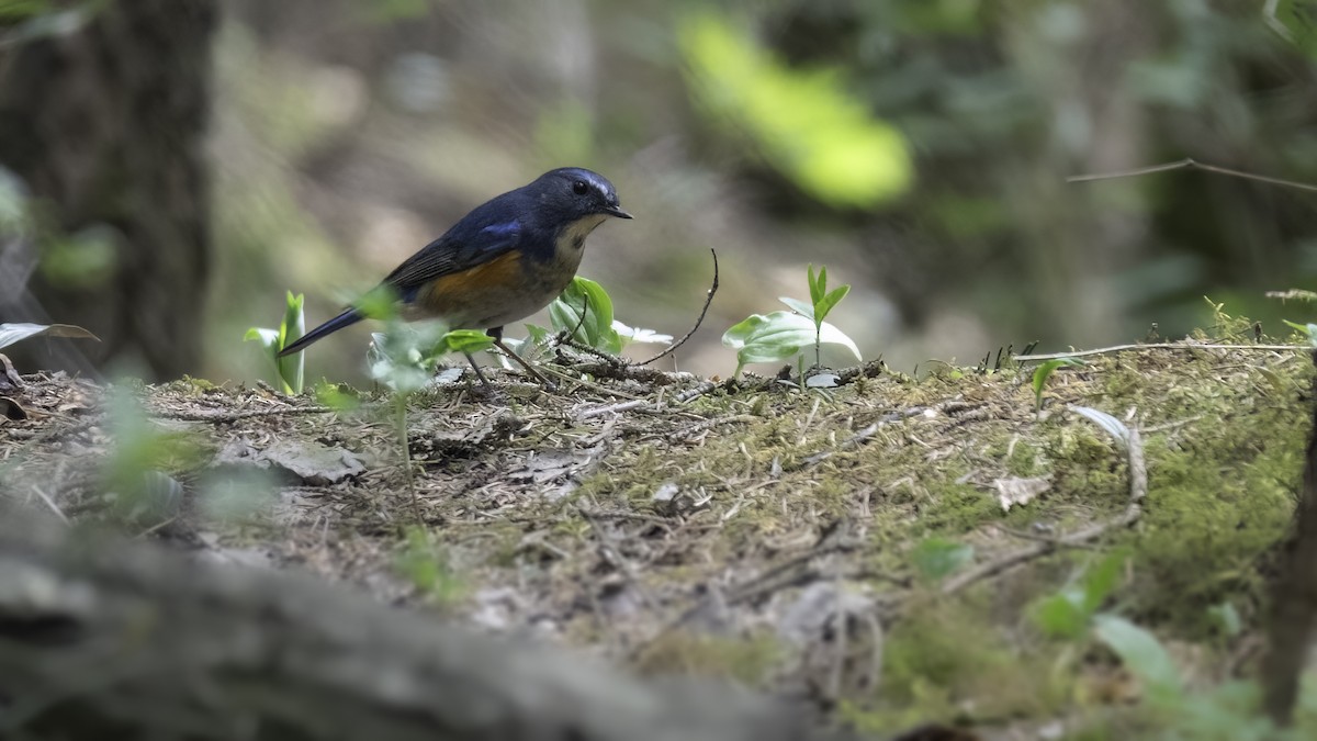 Qilian Bluetail - ML635745782