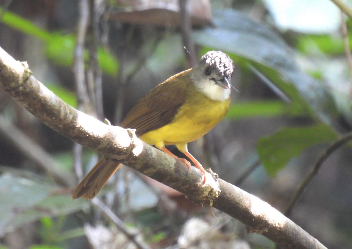 Yellow-bellied Bulbul - ML635745788